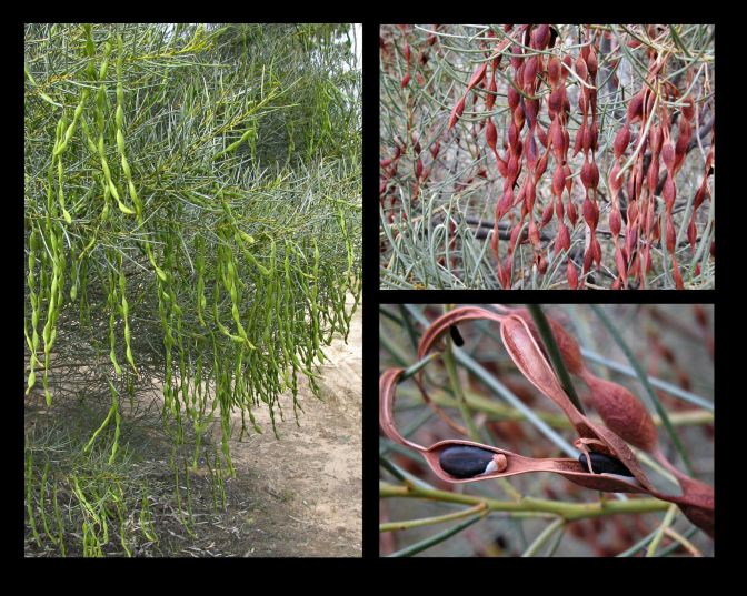 Acacia euthycarpa ssp. euthycarpa (Credit: G & A Carle)