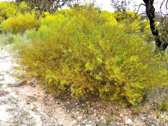 Acacia montana (Credit: A Carle)