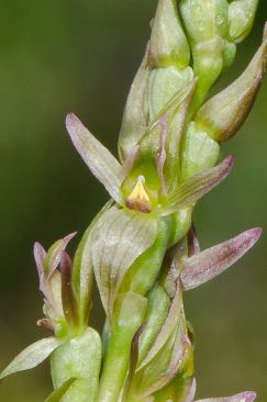 Prasophyllum crebriflorum (Credit: M Wells)